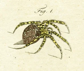 Illustration d